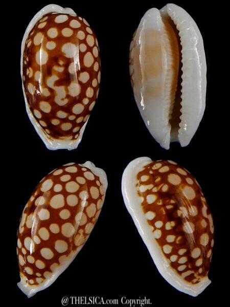 Cribrarula cribraria cribraria.... GIANT... 39 mm Gem -0