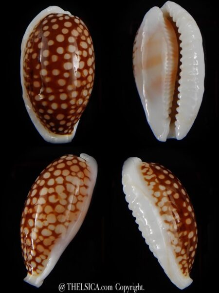 Cribrarula cribraria cribraria.... GIANT... 40 mm Gem -0
