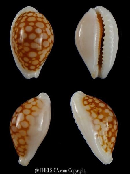 Cribrarula gravida 23,06 mm Gem-0
