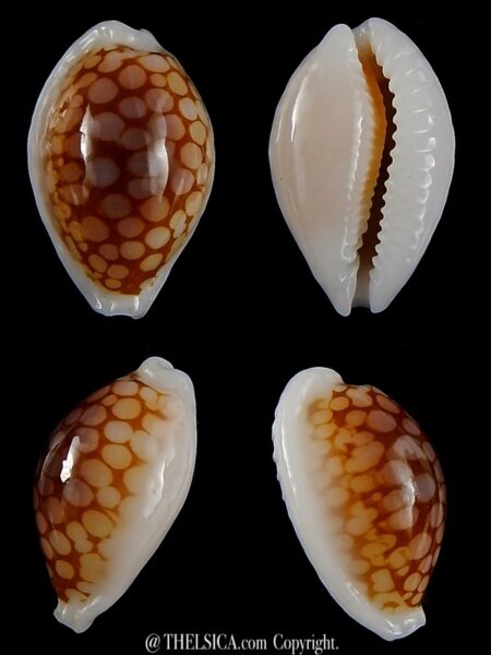 Cribrarula gravida 23,30 mm Gem-0