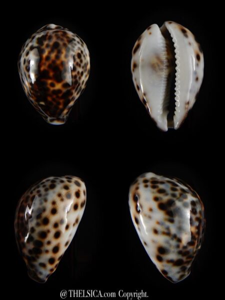 Cypraea tigris tigris ...DWARF... 47.15 mm Gem -0