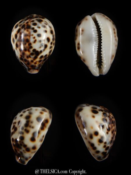 Cypraea tigris tigris ...DWARF... 47.65 mm Gem -0