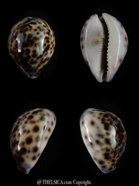 Cypraea tigris tigris ...DWARF... 49,9 mm Gem -0