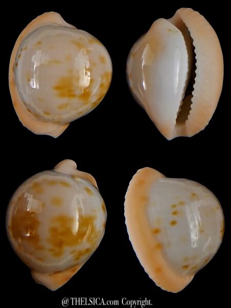 Cypraeovula volvens 21,26 mm Gem (-)-0