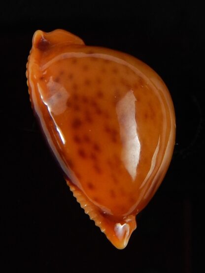 Pustularia globulus sphaeridium ..GIANT... 23,1 mm Gem-41760