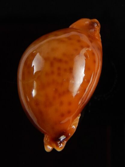 Pustularia globulus sphaeridium ..GIANT... 23,1 mm Gem-41758