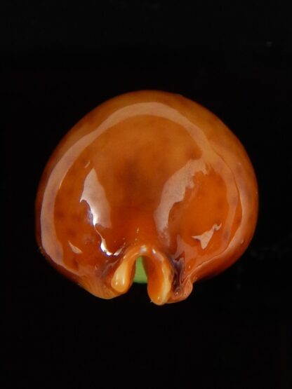 Pustularia globulus sphaeridium ..GIANT... 23,1 mm Gem-41761