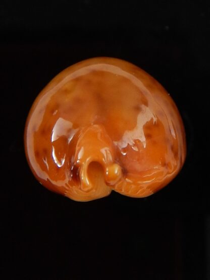 Pustularia globulus sphaeridium ..GIANT... 23,1 mm Gem-41762