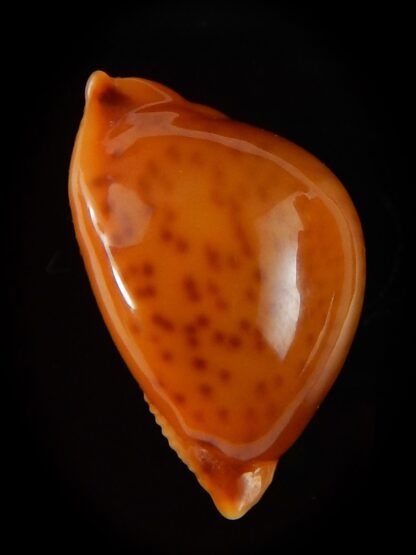 Pustularia globulus sphaeridium ..GIANT... 22,1 mm Gem-41744