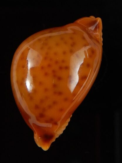 Pustularia globulus sphaeridium ..GIANT... 22,1 mm Gem-41745