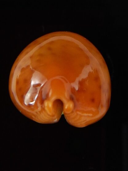 Pustularia globulus sphaeridium ..GIANT... 22,1 mm Gem-41747