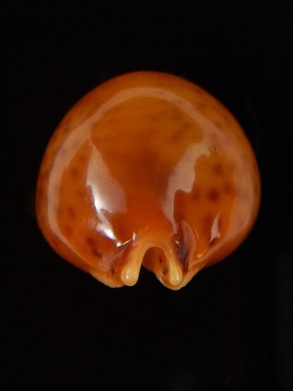 Pustularia globulus sphaeridium ..GIANT... 22,1 mm Gem-41749