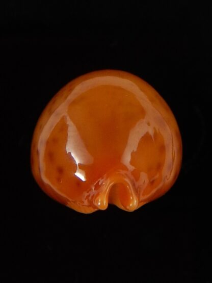 Pustularia globulus sphaeridium ..Very big size... 21,5 mm Gem-41804