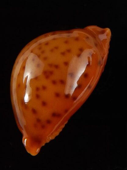 Pustularia globulus sphaeridium ..Very big size... 20,8 mm Gem-41788