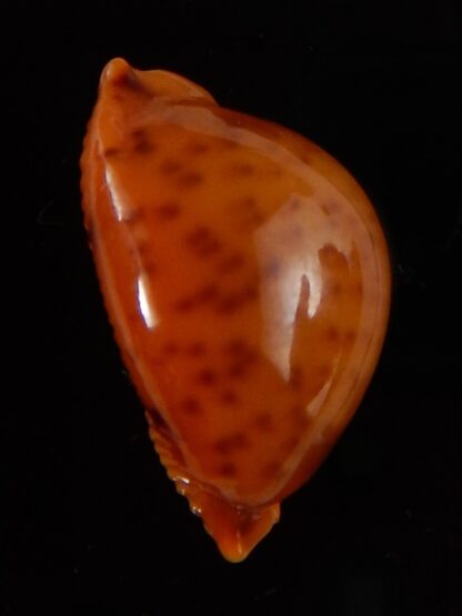 Pustularia globulus sphaeridium ..Very big size... 20,2 mm Gem-41776