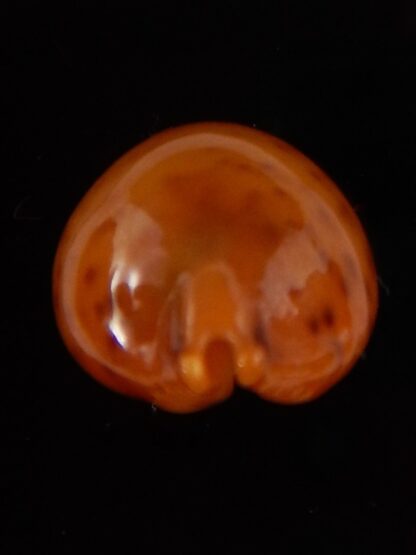 Pustularia globulus sphaeridium ..Very big size... 20,2 mm Gem-41775