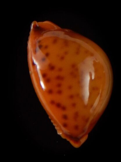 Pustularia globulus sphaeridium .. big size... 19,2 mm Gem-41721
