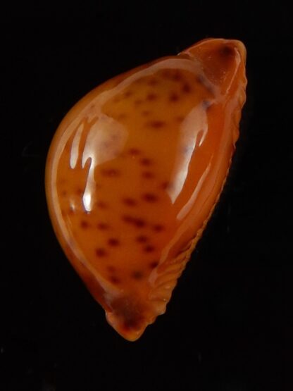 Pustularia globulus sphaeridium .. big size... 19,2 mm Gem-41717
