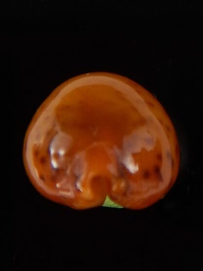 Pustularia globulus sphaeridium .. big size... 19,2 mm Gem-41719