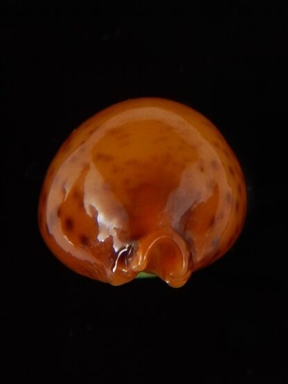 Pustularia globulus sphaeridium .. big size... 19,2 mm Gem-41718