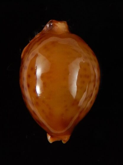Pustularia globulus sphaeridium .. big size... 18,5 mm Gem-41695