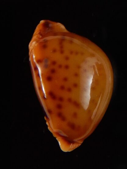 Pustularia globulus sphaeridium .. big size... 18,5 mm Gem-41699