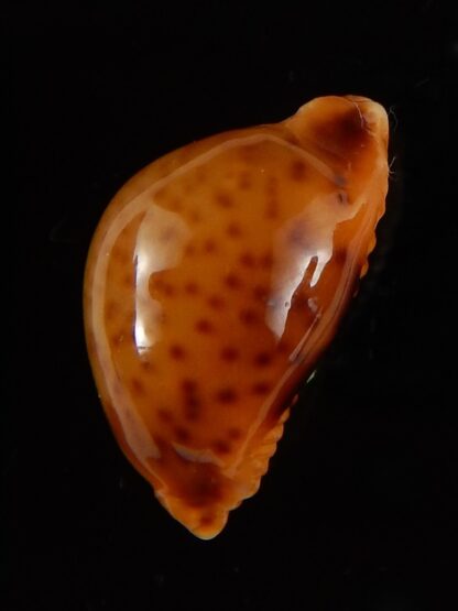 Pustularia globulus sphaeridium .. big size... 18,5 mm Gem-41696
