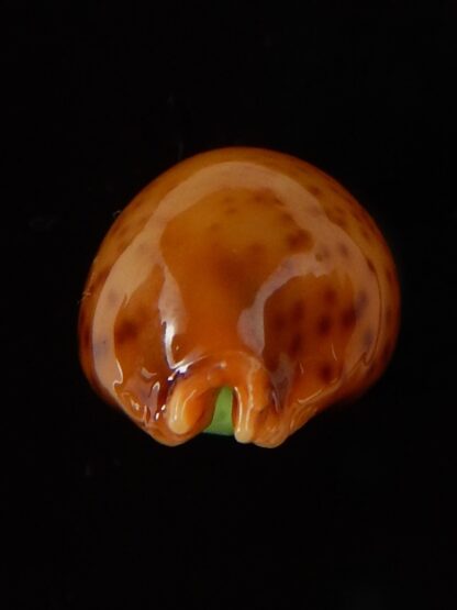 Pustularia globulus sphaeridium .. big size... 18,5 mm Gem-41694