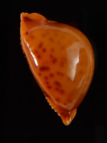 Pustularia globulus sphaeridium .. big size... 19,5 mm Gem-41732
