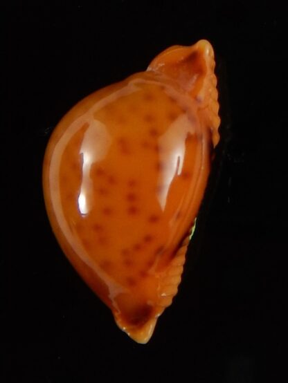 Pustularia globulus sphaeridium .. big size... 19,5 mm Gem-41733