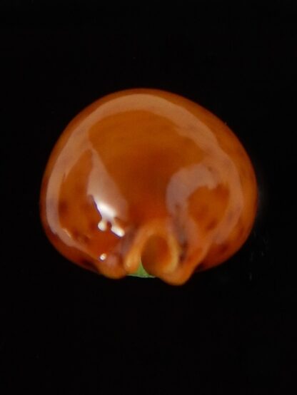 Pustularia globulus sphaeridium .. big size... 19,5 mm Gem-41730