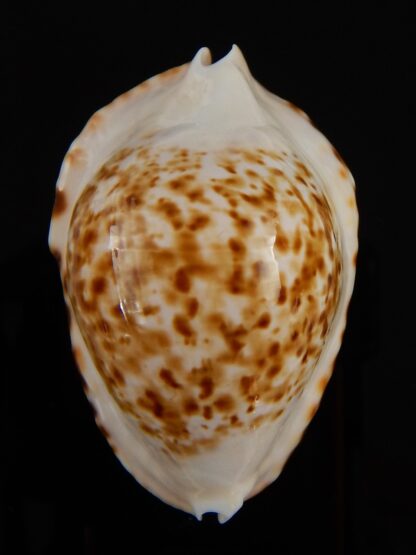 Zoila marginata bataviensis 51,55 mm Gem-41885