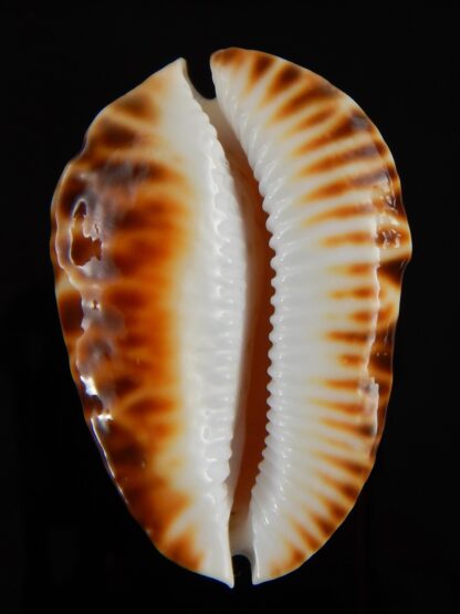 Zoila marginata bataviensis 51,55 mm Gem-41883