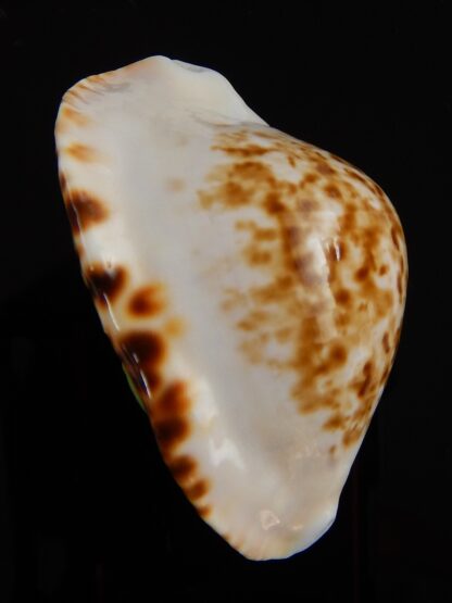 Zoila marginata bataviensis 51,55 mm Gem-41889