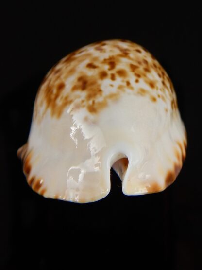Zoila marginata bataviensis 51,55 mm Gem-41884