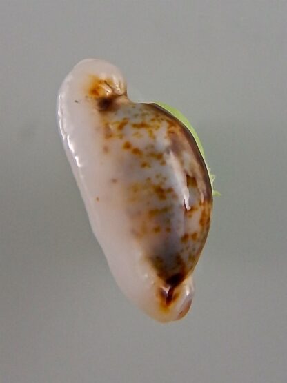 Bistolida hirundo rouxi N&R 17,3 mm Gem-41938