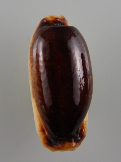 Erronea cylindrica lanella N&R 39,69 mm Gem -42061