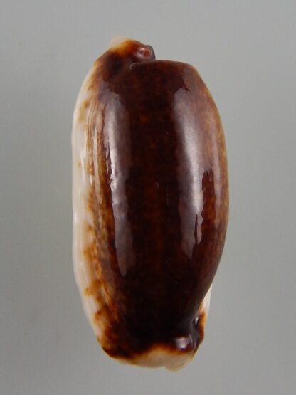 Erronea cylindrica lanella N&R 33 mm Gem -42068