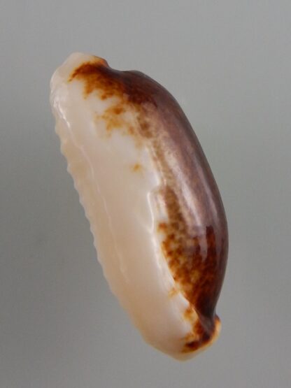 Erronea cylindrica lanella N&R 33 mm Gem -42073