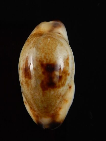 Purpuradusta gracilis macula N&R 23,4 mm Gem-42103
