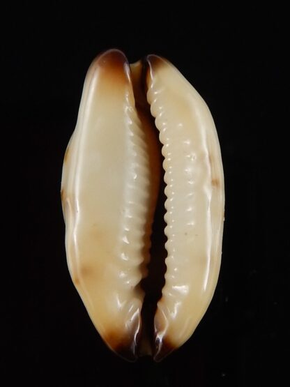 Purpuradusta gracilis macula N&R 23,4 mm Gem-42105