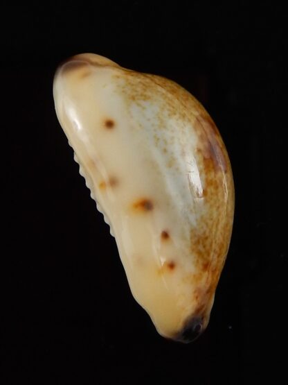 Purpuradusta gracilis macula N&R 23,4 mm Gem-42109