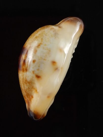 Purpuradusta gracilis macula N&R 23,4 mm Gem-42107
