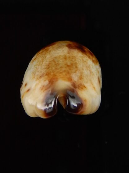 Purpuradusta gracilis macula N&R 23,4 mm Gem-42104