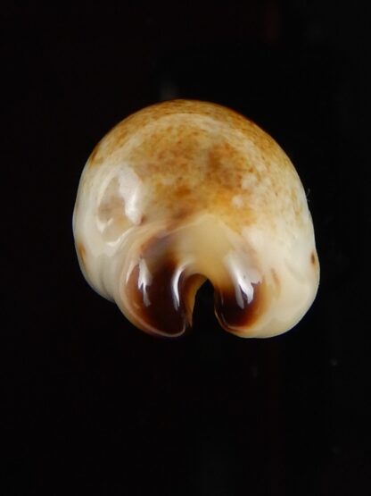Purpuradusta gracilis macula N&R 23,4 mm Gem-42106