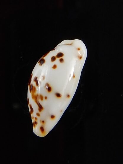 Ransionella punctata N&R 13 mm Gem-42118