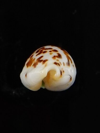 Ransionella punctata N&R 13 mm Gem-42117