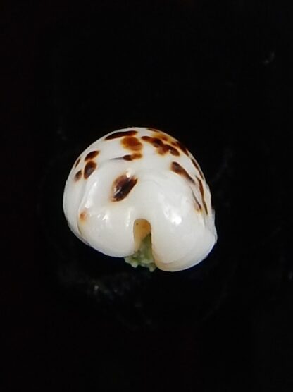 Ransionella punctata N&R 13 mm Gem-42116