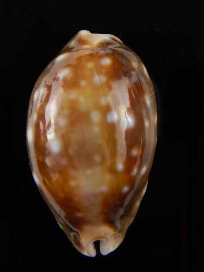 Lyncina vitellus orcina ..DWARF Niger Rostrate... 38,1 mm F+++/Gem-42184