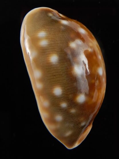 Lyncina vitellus orcina ..DWARF Niger Rostrate... 38,1 mm F+++/Gem-42188